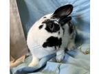 Adopt Chutney a White Dwarf / Mixed rabbit in Westford, MA (39078457)