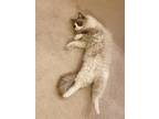 Adopt Yogurt a Gray or Blue Ragdoll / Mixed (medium coat) cat in Las Vegas
