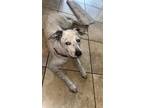 Adopt Max a White - with Brown or Chocolate Catahoula Leopard Dog / Mixed dog in