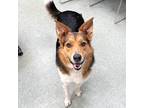 Adopt Cooper a Brown/Chocolate Australian Cattle Dog / Border Collie / Mixed dog