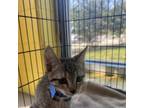 Adopt Salazar a Brown or Chocolate Domestic Shorthair / Mixed cat in Montgomery