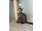 Adopt Mutt a Spotted Tabby/Leopard Spotted Domestic Shorthair / Mixed (short