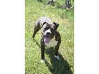 Adopt Lottie a Brindle - with White American Staffordshire Terrier / American