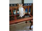Adopt Joey a Orange or Red (Mostly) American Shorthair / Mixed (short coat) cat