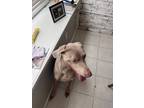 Adopt Flash a Gray/Blue/Silver/Salt & Pepper Weimaraner / Mixed dog in