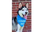 Adopt Owen a Black - with White Siberian Husky / Mixed dog in Winter Springs