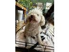 Adopt Little Girl a White Poodle (Miniature) / Mixed dog in Encino