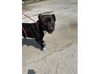 Adopt Arlo a Black American Pit Bull Terrier / Mixed dog in Selma, CA (39080627)