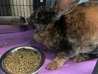 Adopt CADBURY a Other/Unknown / Mixed (medium coat) rabbit in Nashville