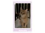 Adopt Mama Mia a Domestic Shorthair / Mixed (short coat) cat in Cherry Valley