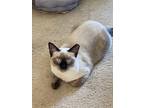 Adopt Gigi a Tan or Fawn (Mostly) Siamese / Mixed (medium coat) cat in