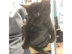 Adopt Boo a All Black Domestic Shorthair / Mixed cat in Abilene, TX (39080374)