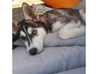 Adopt David Bowie a White - with Gray or Silver Alaskan Malamute / Husky / Mixed