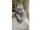 Adopt Aberdeen a Gray or Blue Scottish Fold / Mixed (short coat) cat in