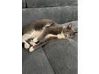 Adopt Mew a Black & White or Tuxedo American Shorthair (short coat) cat in