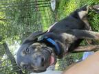 Adopt Atlas a Brindle Labrador Retriever / Foxhound / Mixed dog in Chesapeake