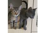 Adopt Maverick and Moondust (At Petco Leesburg) a Domestic Shorthair / Mixed