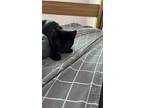 Adopt Spike a All Black British Shorthair / Mixed (medium coat) cat in Edmonds