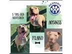 Adopt Flako a Brown/Chocolate Pit Bull Terrier / Mixed dog in Chula Vista