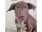Adopt 66502 a Brown/Chocolate Mixed Breed (Medium) / Mixed dog in Las Cruces
