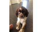 Adopt Hershey a Brown/Chocolate - with White Cocker Spaniel / Mixed dog in Bear