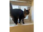Adopt Dimple a Brown Tabby Domestic Longhair / Mixed (long coat) cat in Conyers