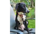 Adopt Daisy a Black - with White Whippet / English Pointer / Mixed dog in