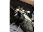 Adopt Six a Black & White or Tuxedo Domestic Longhair / Mixed (long coat) cat in