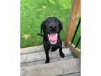 Adopt Percy a Black Labrador Retriever / Mixed dog in Hamilton, ON (39079878)