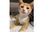 Adopt Chili a Orange or Red Domestic Shorthair / Domestic Shorthair / Mixed cat