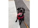 Adopt Jessica a Black Labrador Retriever / Mixed dog in Hamilton, ON (39079863)