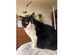 Adopt Hugh a Black & White or Tuxedo Domestic Shorthair (short coat) cat in