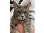 Adopt Luna a Gray, Blue or Silver Tabby Domestic Shorthair (short coat) cat in