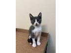 Adopt Gideon a Gray or Blue (Mostly) Domestic Shorthair (medium coat) cat in
