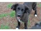 Adopt Tulip a Black - with White Flat-Coated Retriever / Mixed dog in Hamilton