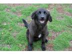 Adopt Rose a Black - with White Flat-Coated Retriever / Mixed dog in Hamilton