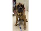 Adopt 16994 - Zoey a Mastiff / Mixed dog in Covington, GA (39079748)