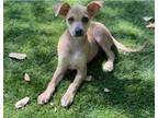 Adopt Sabina a Tan/Yellow/Fawn Mixed Breed (Medium) / Mixed dog in Hamilton