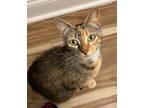 Adopt Mama Honey a Gray, Blue or Silver Tabby Domestic Shorthair cat in Virginia