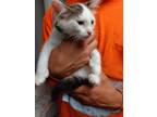 Adopt Scooby a Domestic Shorthair cat in Virginia Beach, VA (39079733)