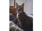 Adopt Obie a Gray, Blue or Silver Tabby Domestic Shorthair cat in Virginia