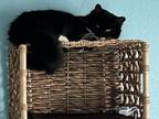 Adopt Batman a Black & White or Tuxedo Domestic Mediumhair cat in Virginia