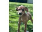 Adopt Sable a Tan/Yellow/Fawn Mixed Breed (Medium) / Mixed dog in Hamilton