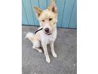 Adopt Ozzy a Tan/Yellow/Fawn - with White Husky / Alaskan Malamute / Mixed dog