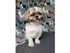 Adopt Keegan a Tan/Yellow/Fawn Shih Tzu / Mixed dog in Freeport, IL (39079678)