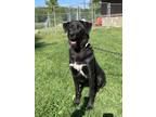 Adopt Winter a Labrador Retriever / German Shepherd Dog / Mixed dog in