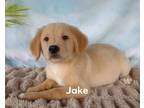 Adopt Jake a Tan/Yellow/Fawn Golden Retriever / Beagle / Mixed dog in Upper