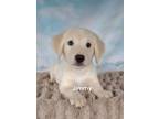 Adopt Jimmy a Tan/Yellow/Fawn - with White Golden Retriever / Beagle / Mixed dog