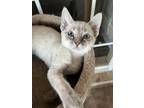 Adopt Diamondback a Cream or Ivory Siamese / Domestic Shorthair / Mixed cat in
