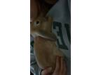 Adopt Bebe a Lop, Holland / Mixed rabbit in Loudonville, NY (39079600)
